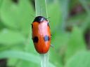 Clytra_quadripunctata_muurahaispaakko_IMG_0046.jpg