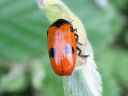 Clytra_quadripunctata_muurahaispaakko_IMG_0052.jpg