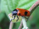 Clytra_quadripunctata_muurahaispaakko_IMG_0059.jpg