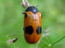 Clytra_quadripunctata_muurahaispaakko_IMG_3572.jpg