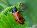 Clytra_quadripunctata_muurahaispaakko_IMG_6845.jpg