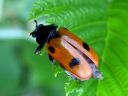 Clytra_quadripunctata_muurahaispaakko_IMG_6847.jpg