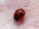 Coccinella_quinquepunctata_viisipistepirkko_IMG_1467.jpg