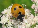 Coccinella_septempunctata_seitsenpistepirkko_IMG_1681.jpg