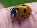 Coccinella_septempunctata_seitsenpistepirkko_IMG_1683.jpg