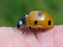 Coccinella_septempunctata_seitsenpistepirkko_IMG_1685.jpg