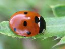 Coccinella_septempunctata_seitsenpistepirkko_IMG_1687.jpg