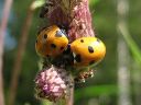 Coccinella_septempunctata_seitsenpistepirkko_IMG_1794.jpg