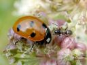 Coccinella_septempunctata_seitsenpistepirkko_IMG_1837.jpg