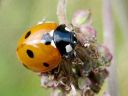 Coccinella_septempunctata_seitsenpistepirkko_IMG_1838.jpg