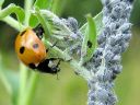 Coccinella_septempunctata_seitsenpistepirkko_IMG_1893.jpg