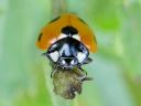 Coccinella_septempunctata_seitsenpistepirkko_IMG_1904.jpg