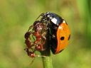 Coccinella_septempunctata_seitsenpistepirkko_IMG_2099.jpg