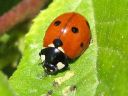 Coccinella_septempunctata_seitsenpistepirkko_IMG_2347.jpg