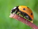 Coccinella_septempunctata_seitsenpistepirkko_IMG_2406.jpg