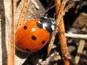 Coccinella_septempunctata_seitsenpistepirkko_IMG_3055.jpg