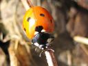 Coccinella_septempunctata_seitsenpistepirkko_IMG_3058.jpg