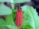 Dictyoptera_aurora_aurorakuoriainen_IMG_4606.jpg