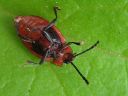 Endomychus_coccineus_pirkkosieniainen_IMG_3489.jpg