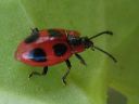 Endomychus_coccineus_pirkkosieniainen_IMG_3498.jpg