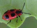 Endomychus_coccineus_pirkkosieniainen_IMG_3502.jpg