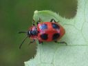 Endomychus_coccineus_pirkkosieniainen_IMG_3503.jpg