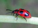 Endomychus_coccineus_pirkkosieniainen_IMG_3509.jpg