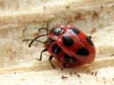 Endomychus_coccineus_pirkkosieniainen_IMG_3517.jpg