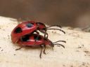 Endomychus_coccineus_pirkkosieniainen_IMG_3518.jpg