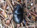 Geotrupes_stercorosus_metsasittiainen_IMG_2440.jpg