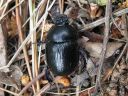 Geotrupes_stercorosus_metsasittiainen_IMG_2449.jpg