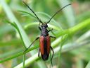 Leptura_melanura_female_hoikkakukkajaara__naaras_IMG_0304.jpg