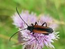 Leptura_melanura_female_hoikkakukkajaara__naaras_IMG_0392.jpg