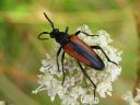 Leptura_melanura_female_hoikkakukkajaara_naaras_IMG_0435.jpg