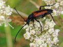 Leptura_melanura_female_hoikkakukkajaara_naaras_IMG_0436.jpg