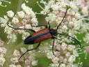 Leptura_melanura_female_hoikkakukkajaara_naaras_IMG_1013.jpg