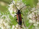 Leptura_melanura_female_hoikkakukkajaara_naaras_IMG_1016.jpg