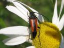 Leptura_melanura_female_hoikkakukkajaara_naaras_IMG_3098.jpg