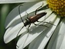 Leptura_melanura_female_hoikkakukkajaara_naaras_IMG_3774.jpg