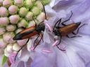 Leptura_melanura_hoikkakukkajaara_IMG_8100.jpg