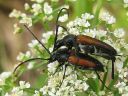 Leptura_melanura_hoikkakukkajaara_IMG_9240.jpg