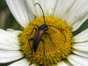 Leptura_melanura_male_hoikkakukkajaara_koiras_IMG_6386.jpg