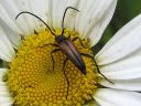 Leptura_melanura_male_hoikkakukkajaara_koiras_IMG_6391.jpg