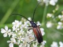 Leptura_melanura_male_hoikkakukkajaara_koiras_IMG_6860.jpg