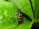 Leptura_quadrifasciata_nelivyojaara_IMG_0137.jpg