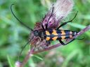 Leptura_quadrifasciata_nelivyojaara_IMG_0469.jpg