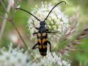 Leptura_quadrifasciata_nelivyojaara_IMG_0585.jpg