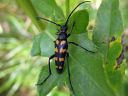 Leptura_quadrifasciata_nelivyojaara_IMG_0939.jpg