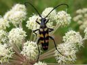 Leptura_quadrifasciata_nelivyojaara_IMG_1000.jpg