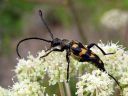 Leptura_quadrifasciata_nelivyojaara_IMG_1001.jpg